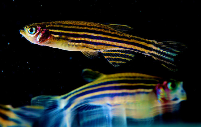 Swimming pair of zebrafish